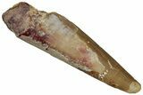 Fossil Pterosaur (Siroccopteryx) Tooth - Morocco #299772-1